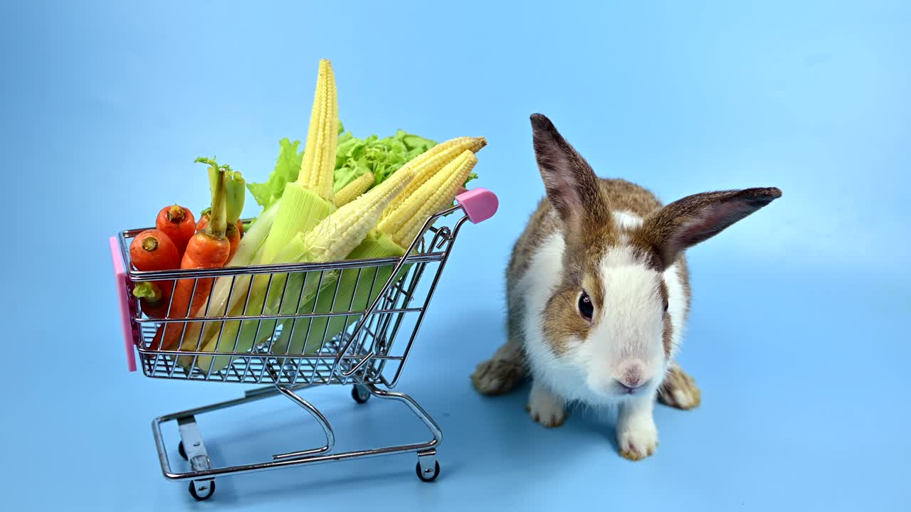 파란 스크린 배경의 토끼: 영 동물과 부활절의 똑똑한 애완동물