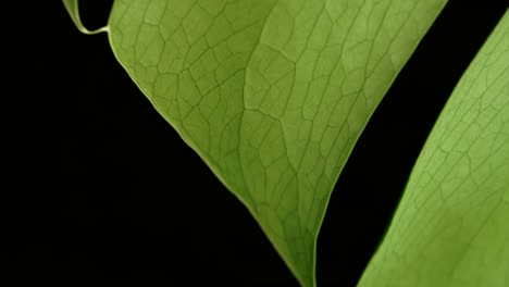 margin of monstera green leaf in black background