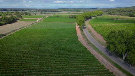 Aerial-revealing-shot-of-a-ripe-vineyard-ready-for-harvest-in-the-south-of-france