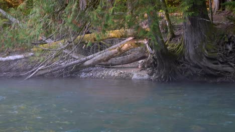 Río-Que-Fluye-En-El-Parque-Forestal-Durante-El-Día