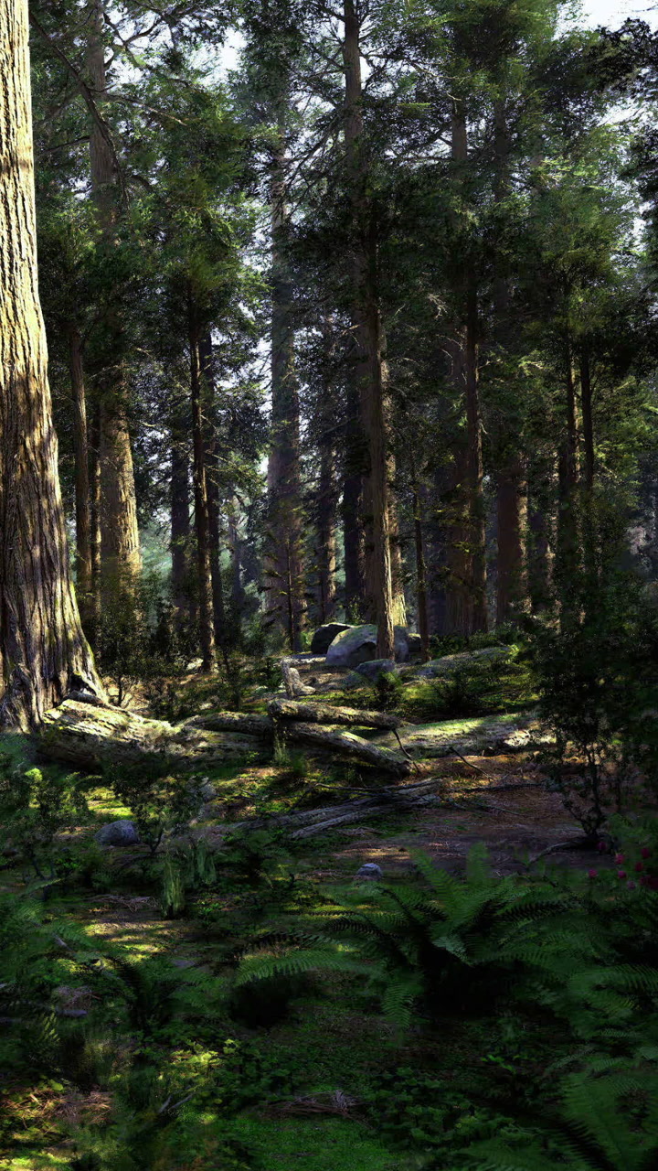 Dense forest with tall trees and green foliage showing natural light