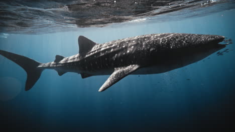 Whale-shark-with-open-mouth-and-school-of-remora-fish-swim-in-slow-motion