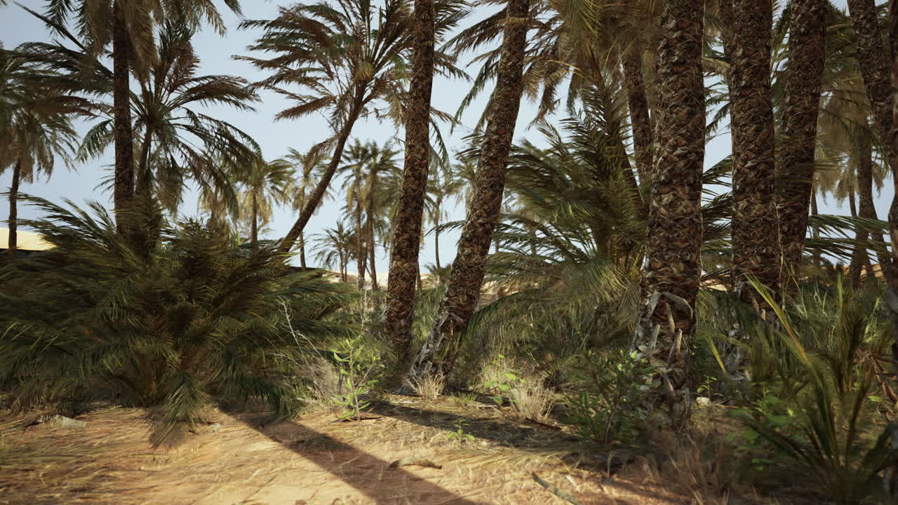Palm trees in the desert