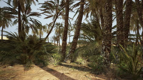 palm trees in the desert