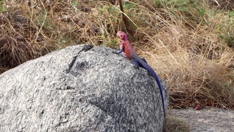 un lagarto agama pelirrojo africano se sienta de manera alerta y mira a su alrededor mientras está encaramado en una roca en el serengeti, áfrica