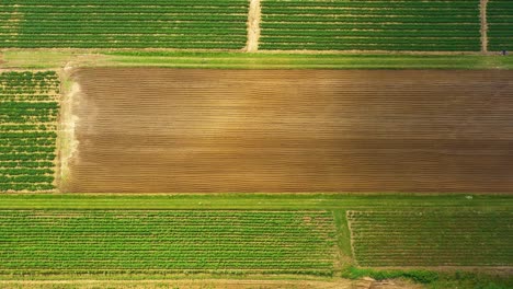 Aéreo,-Vuelo-Sobre-El-Paisaje-Rural-Con-Campo-De-Maíz-En-Crecimiento-Mañana-Amanecer