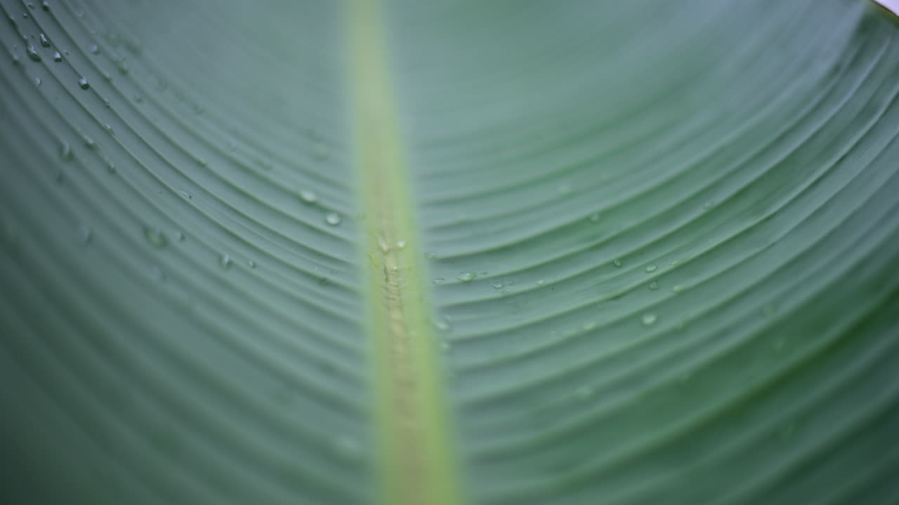 Close up of a green tropical leaf with visible veins and water droplets