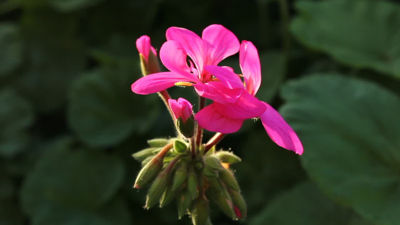 핑크 제라늄 꽃 가까이 햇빛 자연 야생 생물