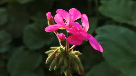 pink geranium flower close up sunlight nature wildlife