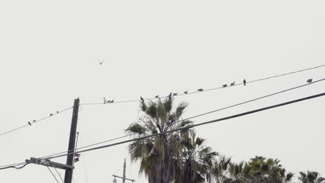 Vögel-Auf-Hochspannungsleitung-Vor-Palmen-In-Beverly-Hills,-Kalifornien,-USA