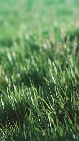 primer plano de hojas de hierba verde en un prado