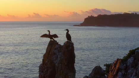 Vista-Aérea-De-Cormoranes-Que-Custodian-El-Nido-En-Las-Rocas-De-La-Catedral-En-Kiama-Downs-Al-Amanecer,-Nueva-Gales-Del-Sur,-Australia