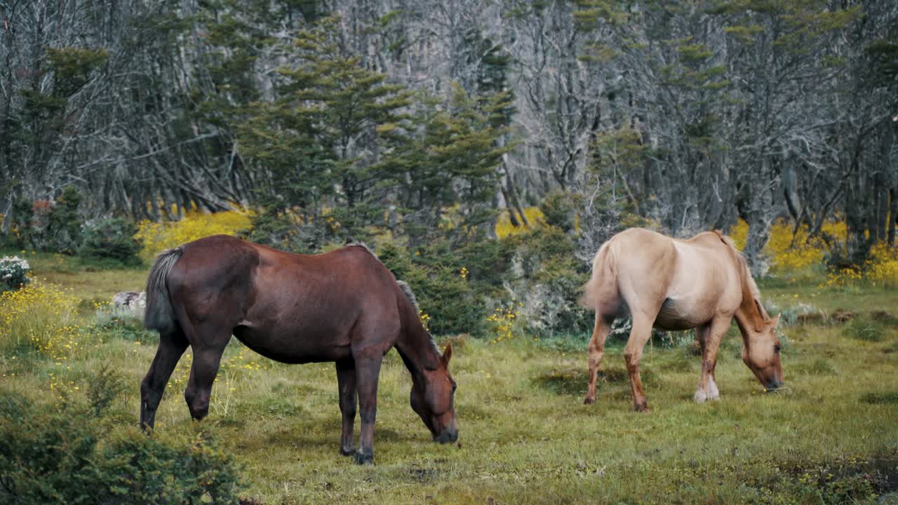 caballos salvajes pastando en pastos verdes en la patagonia, argentina
