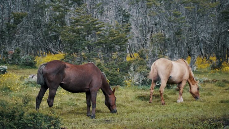 Cavalli selvaggi al pascolo su un pascolo verde in Patagonia, Argentina