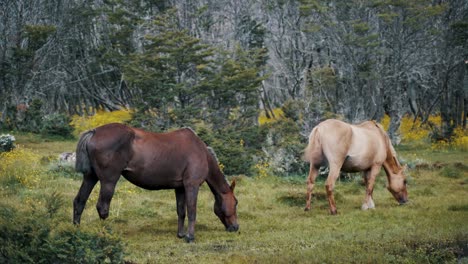 wild horses grazing on green pasture in patagonia, argentina