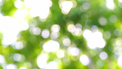 el bokeh de la naturaleza en un fondo natural