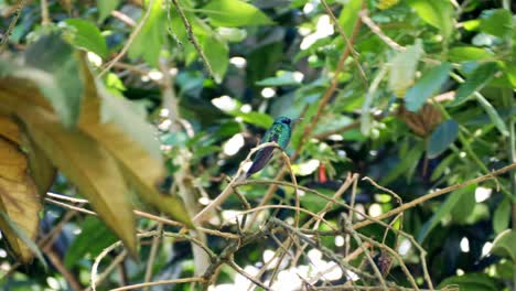 Colibrí-En-Un-árbol-Verde,-Pájaro-Pequeño,-Pájaro-Verde,-Pájaro-Hermoso