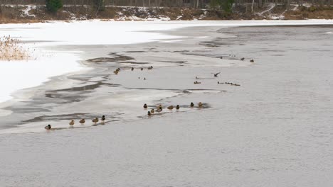 Haufen-Enten,-Die-Am-Rand-Des-Eises-Im-Entfernten-Fluss-Sitzen