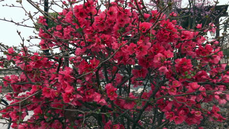las flores de primavera las flores de primavera