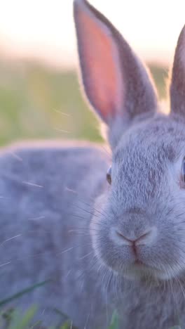 a domestic rabbit walking through the grass in the garden vertical video