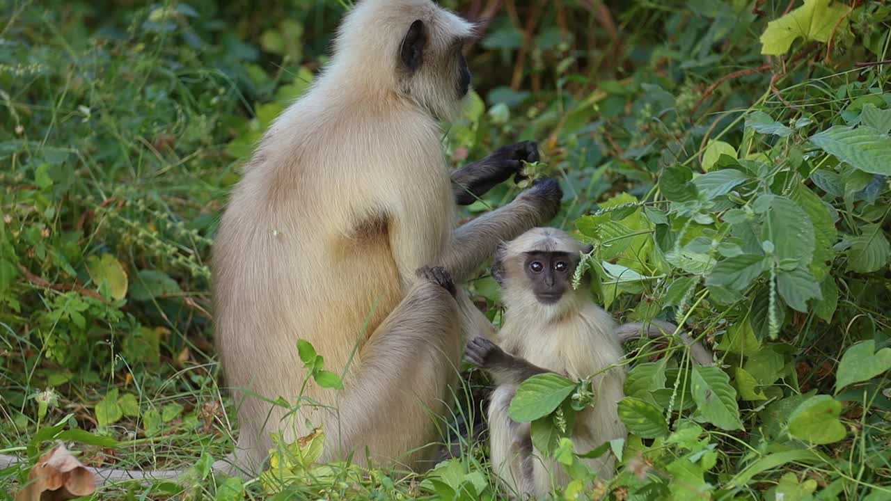 el langur gris (semnopithecus), también llamado hanuman langur es un género de monos del viejo mundo nativos del subcontinente indio. parque nacional de ranthambore sawai madhopur rajasthan india