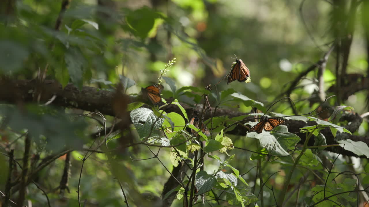 mariposas monarca batiendo sus alas mientras descansan en la rama de un árbol en la luz del sol de la tarde