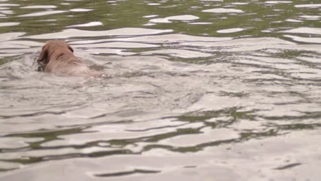 labrador dog enjoys playing in the water