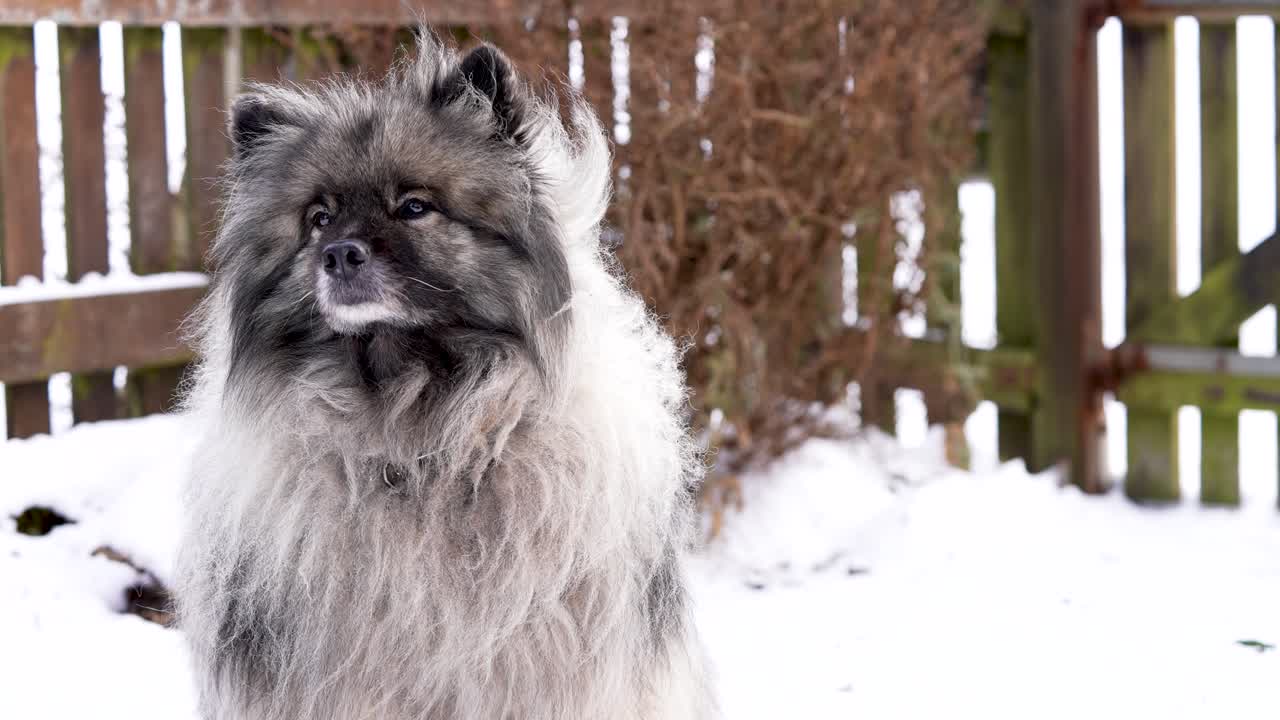 Keeshond (Wolfspitz) hund, der kigger ind i kameraet udendørs, mens en let brise bevæger dens pels. Afslappet kropsholdning og blid bevægelse skaber et fredfyldt og følelsesladet kæledyrsportræt i slowmotion