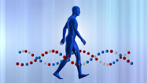 human model and dna