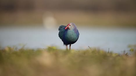 The-Closeup-of-Grey-headed-swamphen