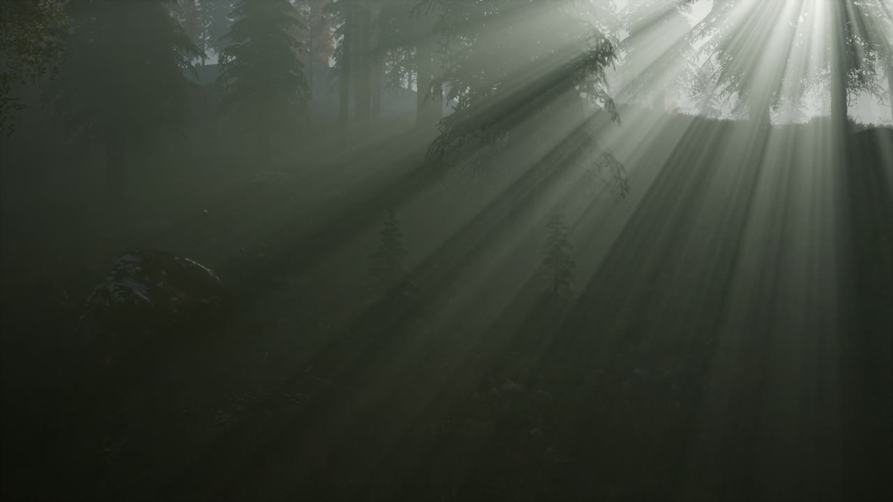 가을 아침 안개의 숲