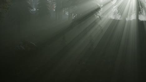 Forest-in-Autumn-Morning-Mist