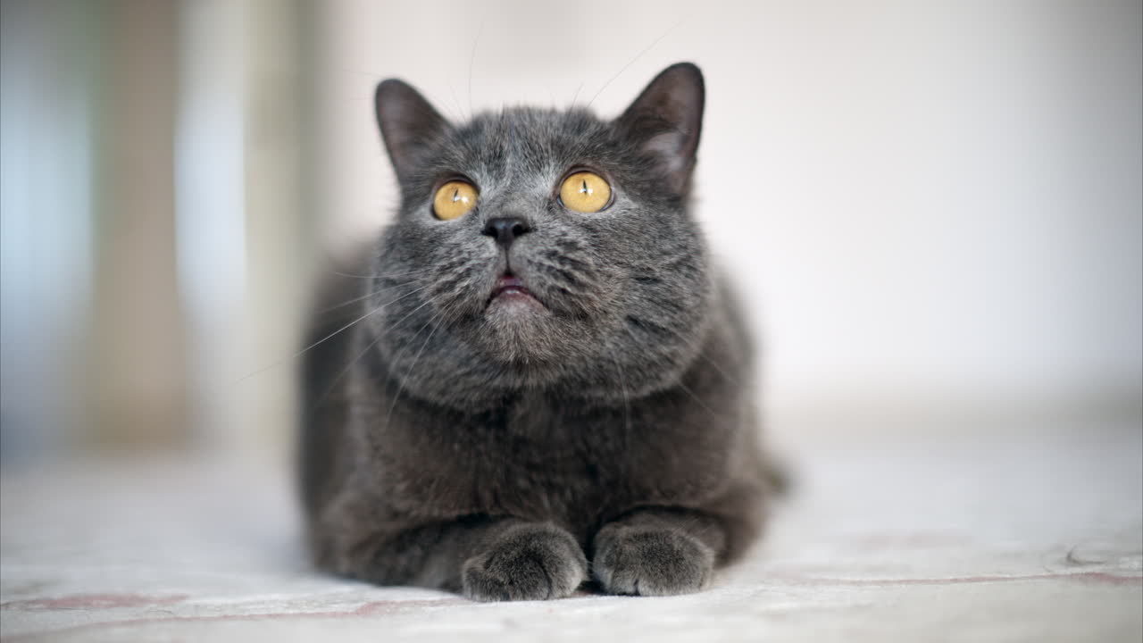 British Shorthair cat with orange eyes lying on the floor, looking around