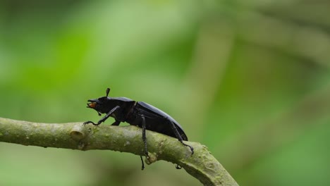 Moving-it-antennae-and-clutching-its-legs-on-the-branch-moving-with-the-wind