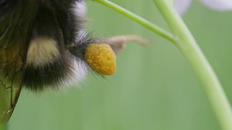 pollen basket on bumblebee leg, macro close up