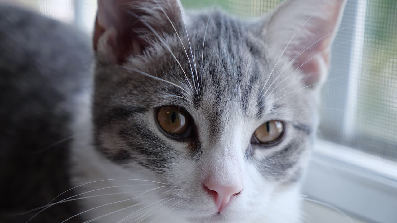 카메라 앞 얼굴 쇼트헤어 키티 실버를 보고 슬픈 작은 고양이