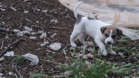 little white puppy