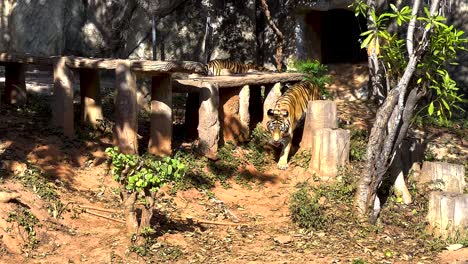 tiger walking through natural zoo enclosure