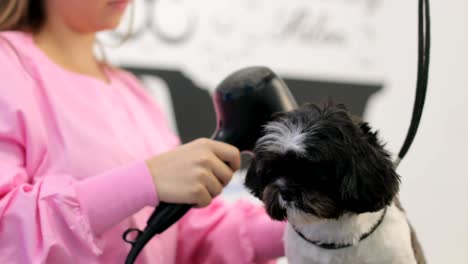 girl at work in pet store and grooming dog