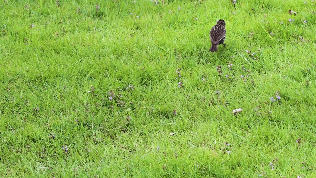 воробей, уходящий в сочную зеленую траву