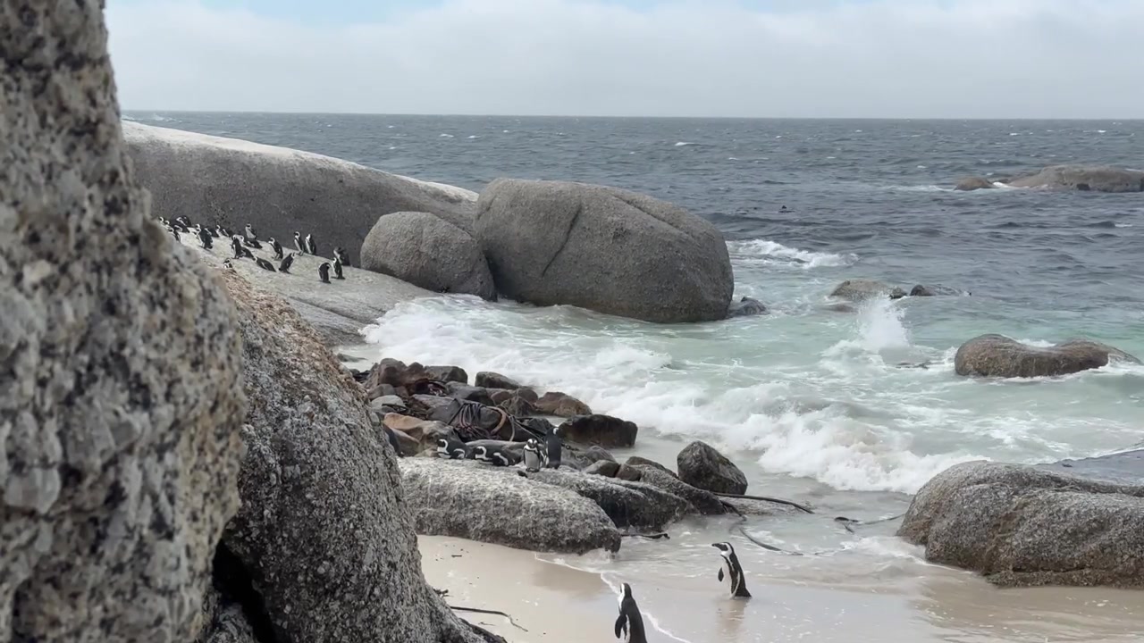 En koloni af afrikanske pingviner (Spheniscus demersus) samles på store klipper ved havet, med bølger der slår ind i baggrunden. Boulders Beach, Sydafrika.