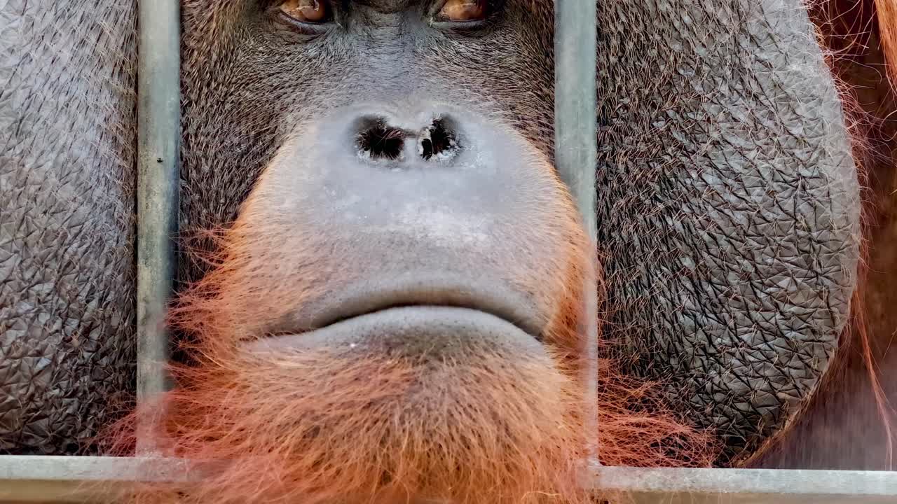 A detailed view of an orangutan's face peering through enclosure bars.