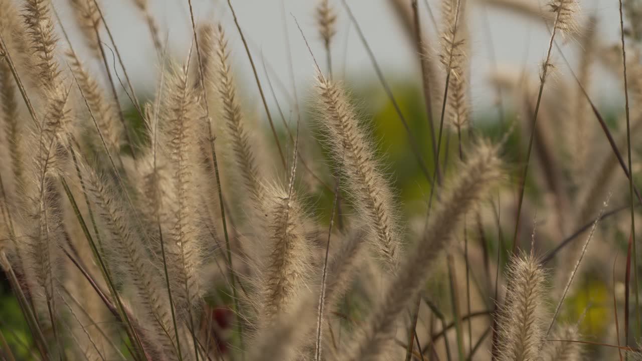 Close shot of foxtail grass moving gently in the wind, thin stems and soft seed heads swaying naturally in a calm outdoor scene in Lima, Peru