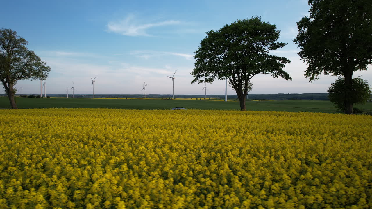 Cars Traveling on Countryside Road Between Yellow Rapeseed and Green Rye Fields in Spring with a View of Wind Turbine Farm in Background - Aerial low angle dolly right - Car Trip Adventure in Poland