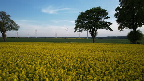 cars traveling on countryside road between yellow rapeseed and green rye fields in spring with a view of wind turbine farm in background - aerial low angle dolly right - car trip adventure in poland