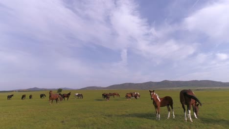 Caballos-Vagando-Libremente-En-La-Vasta-Estepa