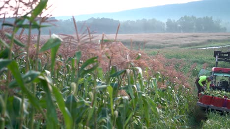 Dolly-Revela-La-Toma-Moviéndose-A-La-Derecha-De-Un-Tractor-Con-Plataforma-Y-Un-Agricultor-Arreglando-El-Maíz-En-él