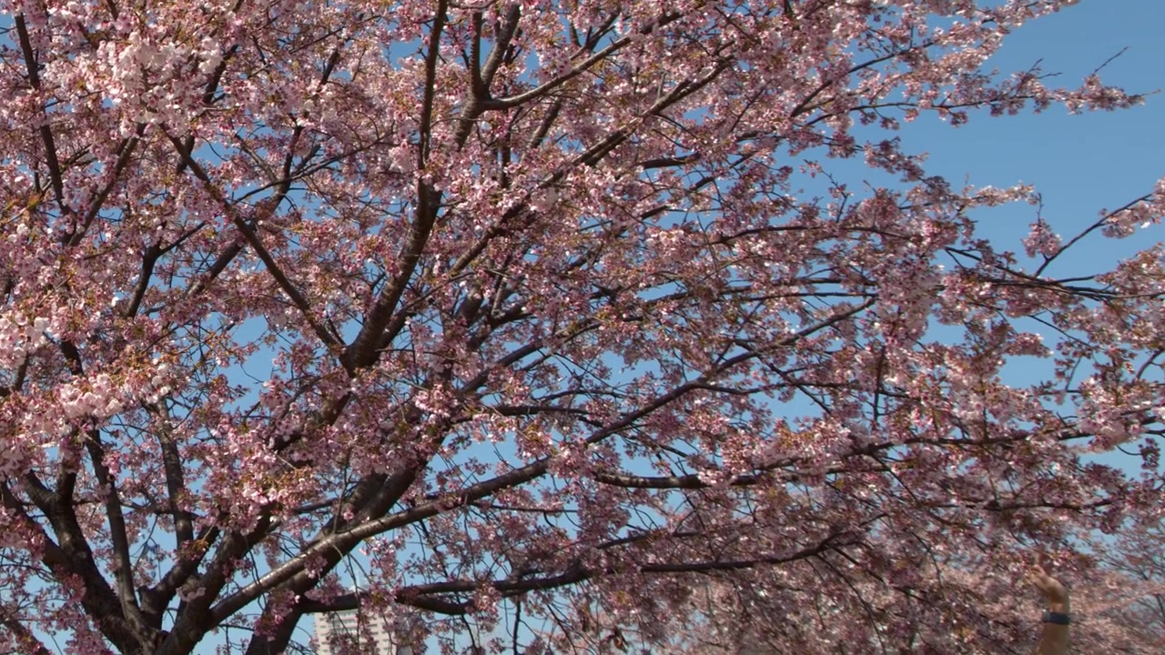 Vivaci fiori di sakura rosa sbocciano sui rami degli alberi contro un cielo azzurro brillante a Tokyo