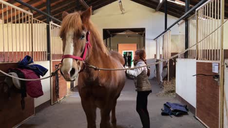 cute little young red-haired girl brushing horse inside stable