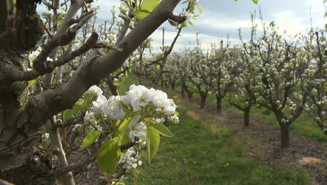 blooming pear trees in an orchard